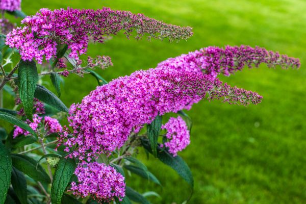 Cost of Butterfly Bush Removal in Clovis