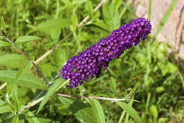 Butterfly Bush Pruning in Clovis