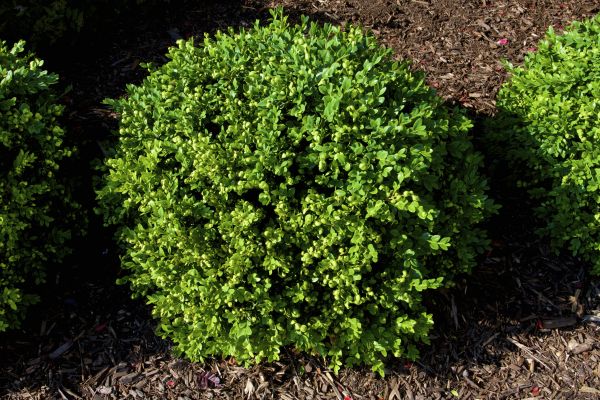 Cost of Boxwood Removal in Clovis