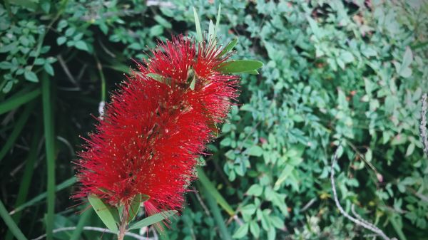 Cost of Bottlebrush Pruning in Clovis