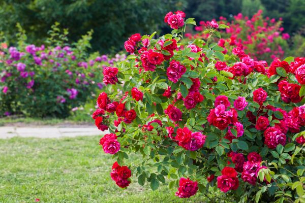 Shrub Trimming in Clovis