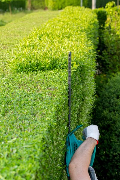 Hedge Trimming in Clovis